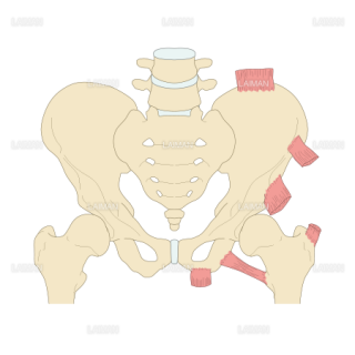 骨盤・股関節周辺の骨端と付着筋 （Sサイズ）