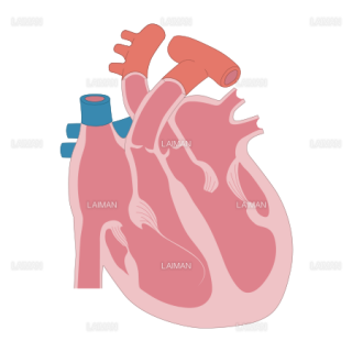 循環器系 Laiman Stockweb メディカルイラスト素材のダウンロード販売