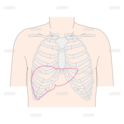 肝臓の位置 Sサイズ Laiman Stockweb メディカルイラスト素材のダウンロード販売