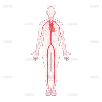全身の血管 Sサイズ Laiman Stockweb メディカルイラスト素材のダウンロード販売