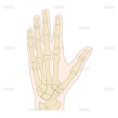手の骨 Sサイズ Laiman Stockweb メディカルイラスト素材のダウンロード販売