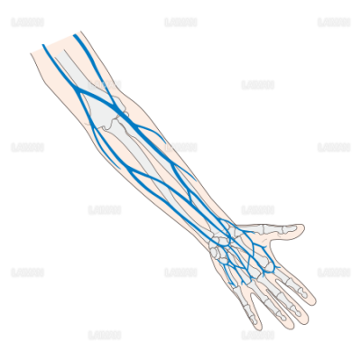前腕皮静脈の分布 Sサイズ Laiman Stockweb メディカルイラスト素材のダウンロード販売