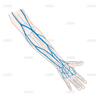 前腕皮静脈の分布 （Sサイズ）
