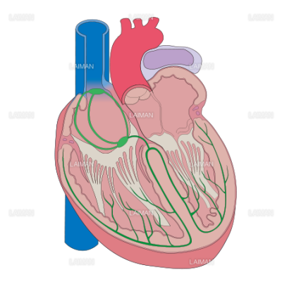 心臓の構造 Sサイズ Laiman Stockweb メディカルイラスト素材のダウンロード販売