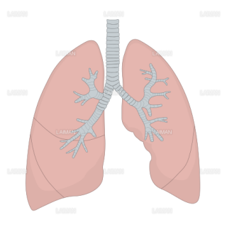 肺と気管支 （Sサイズ）