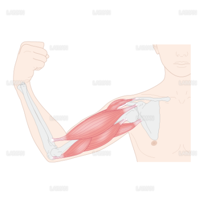 肘関節の屈伸運動の仕組み Sサイズ Laiman Stockweb メディカルイラスト素材のダウンロード販売