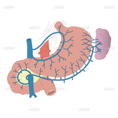 胃の周辺の構造 静脈 Sサイズ Laiman Stockweb メディカルイラスト素材のダウンロード販売