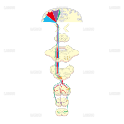 錐体路 皮質脊髄路 の走行 Sサイズ Laiman Stockweb メディカルイラスト素材のダウンロード販売