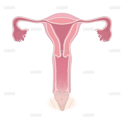 女性生殖器 Sサイズ Laiman Stockweb メディカルイラスト素材のダウンロード販売 女性生殖器 Sサイズ Laiman Stockweb メディカルイラスト素材のダウンロード販売