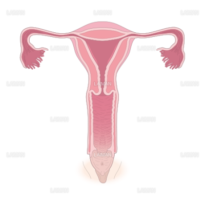 女性生殖器 Sサイズ Laiman Stockweb メディカルイラスト素材のダウンロード販売