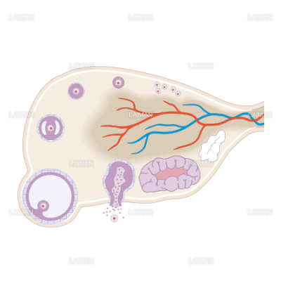 卵巣の構造 Sサイズ Laiman Stockweb メディカルイラスト素材のダウンロード販売
