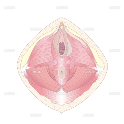 女性の外陰部 筋層 Sサイズ Laiman Stockweb メディカルイラスト素材のダウンロード販売