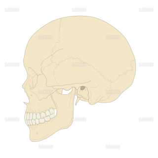頭蓋骨 （Sサイズ）