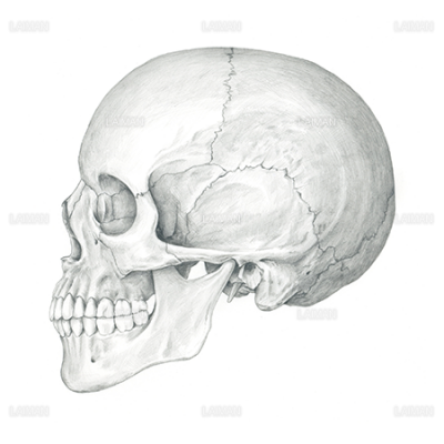 頭蓋骨側面 Sサイズ Laiman Stockweb メディカルイラスト素材のダウンロード販売