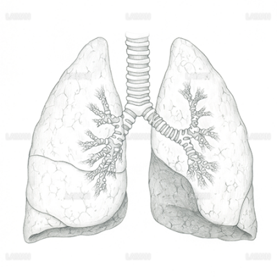 肺 気管支 Sサイズ Laiman Stockweb メディカルイラスト素材のダウンロード販売