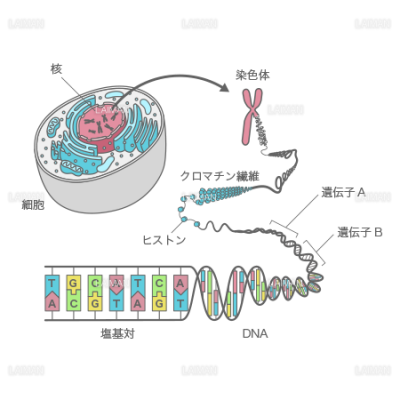 細胞 染色体 Dna Sサイズ Laiman Stockweb メディカルイラスト素材のダウンロード販売