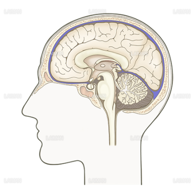 脳 正中断面 Laiman Stockweb メディカルイラスト素材のダウンロード販売