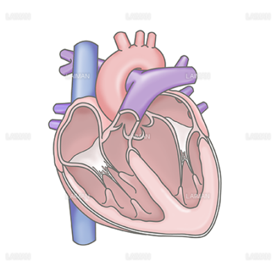 心臓 断面図 Laiman Stockweb メディカルイラスト素材のダウンロード販売