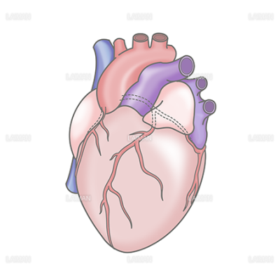 心臓外観 Laiman Stockweb メディカルイラスト素材のダウンロード販売