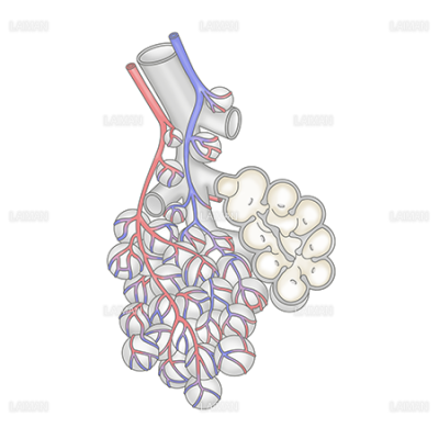 肺胞と呼吸細気管支 Laiman Stockweb メディカルイラスト素材のダウンロード販売