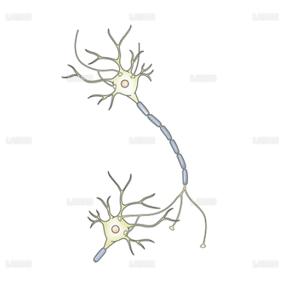 ニューロンとシナプス Laiman Stockweb メディカルイラスト素材のダウンロード販売