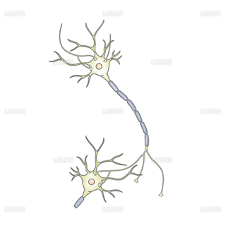 ニューロンとシナプス
