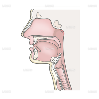 咽頭