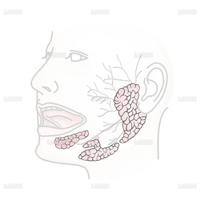 唾液腺 耳下腺 顎下腺 舌下腺 Laiman Stockweb メディカルイラスト素材のダウンロード販売