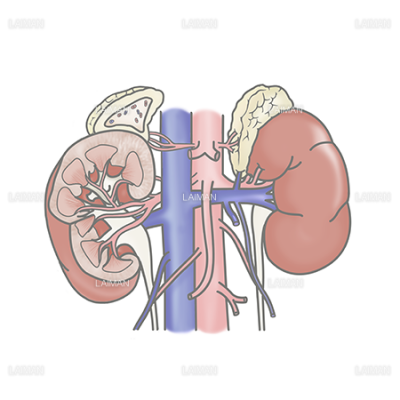 腎臓と副腎 Laiman Stockweb メディカルイラスト素材のダウンロード販売