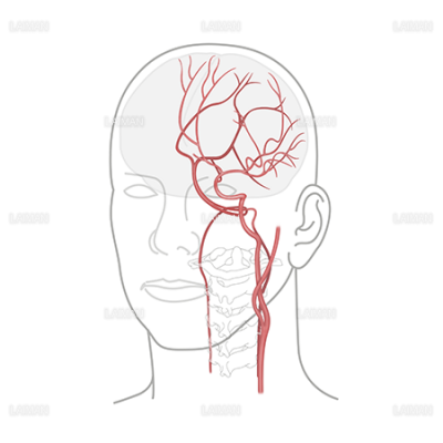 脳血管 Laiman Stockweb メディカルイラスト素材のダウンロード販売