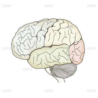脳区分（左側面）