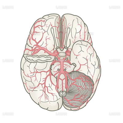 脳血管 下面 Laiman Stockweb メディカルイラスト素材のダウンロード販売