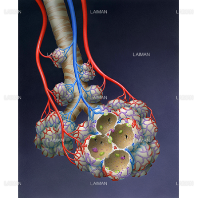 肺胞 ｍサイズ Laiman Stockweb メディカルイラスト素材のダウンロード販売