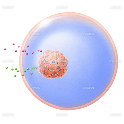 マイクロカプセル化技術 糖尿病における細胞移植 ｍサイズ Laiman Stockweb メディカルイラスト素材のダウンロード販売