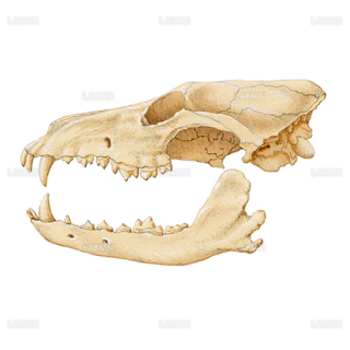 アメリカアカオオカミの頭蓋骨（Ｍサイズ）