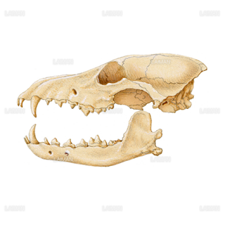 コヨーテの頭蓋骨（Ｍサイズ）
