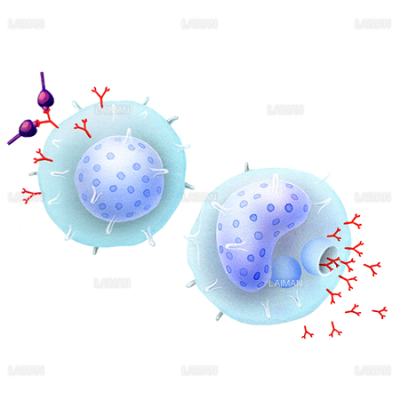 抗体反応（Ｍサイズ） - LAIMAN Stockweb | メディカルイラスト素材の