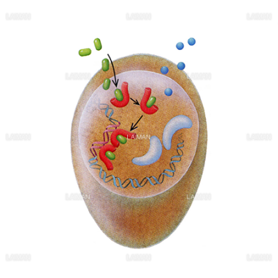 Serms 選択的エストロゲン受容体モジュレーター のエストロゲン作用の阻害 ｍサイズ Laiman Stockweb メディカルイラスト素材 のダウンロード販売