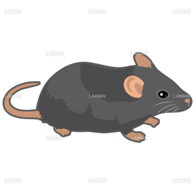 マウス 黒系 Sサイズ Laiman Stockweb メディカルイラスト素材のダウンロード販売