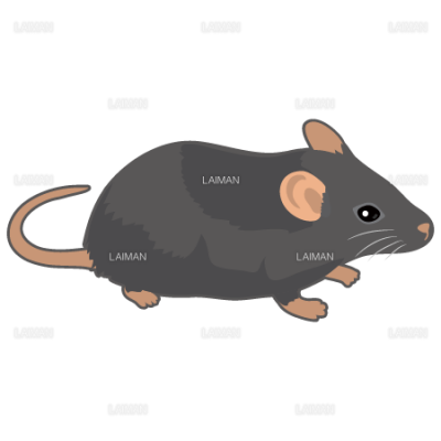 マウス 黒系 ｍサイズ Laiman Stockweb メディカルイラスト素材のダウンロード販売