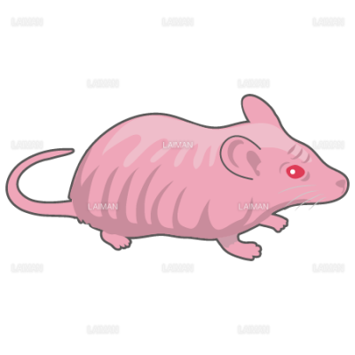 マウス ヌードマウス ｍサイズ Laiman Stockweb メディカルイラスト素材のダウンロード販売