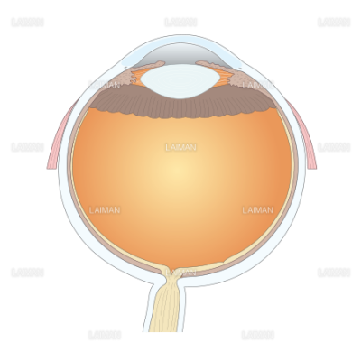 眼球の断面 3 ｍサイズ Laiman Stockweb メディカルイラスト素材のダウンロード販売