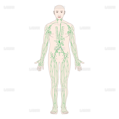 リンパ全身 前面 ｍサイズ Laiman Stockweb メディカルイラスト素材のダウンロード販売