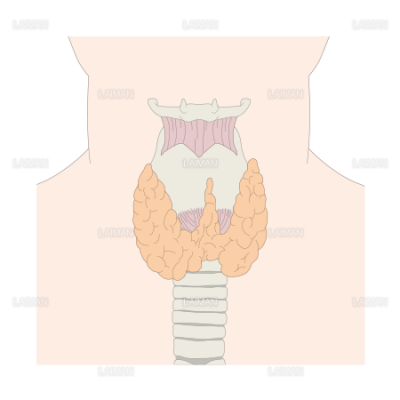 甲状腺 mサイズ Laiman Stockweb メディカルイラスト素材のダウンロード販売 甲状腺 mサイズ Laiman Stockweb メディカルイラスト素材のダウンロード販売