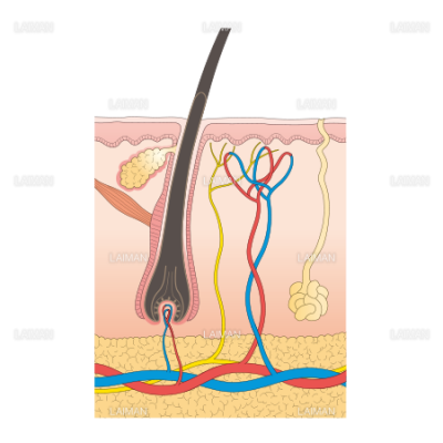 皮膚 ｍサイズ Laiman Stockweb メディカルイラスト素材のダウンロード販売