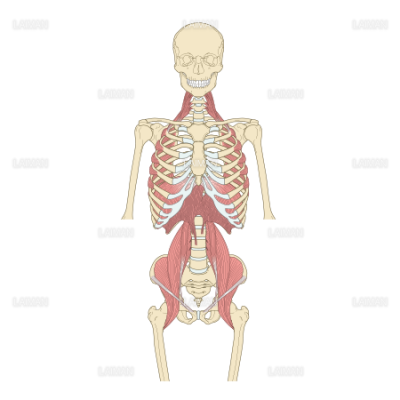 斜角、前鋸、腸腰筋、横隔膜脚 （Ｍサイズ） - LAIMAN Stockweb  メディカルイラスト素材のダウンロード販売