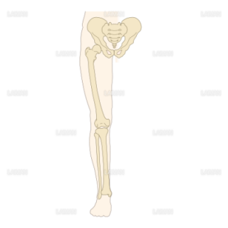 下肢前面の骨 （Ｍサイズ）