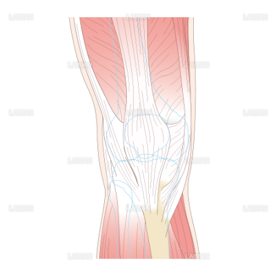 膝関節 前面 ｍサイズ Laiman Stockweb メディカルイラスト素材のダウンロード販売