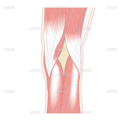 膝関節 後面 ｍサイズ Laiman Stockweb メディカルイラスト素材のダウンロード販売