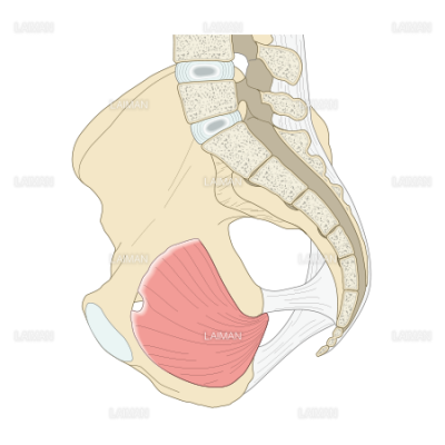 骨盤 正中断 ｍサイズ Laiman Stockweb メディカルイラスト素材のダウンロード販売
